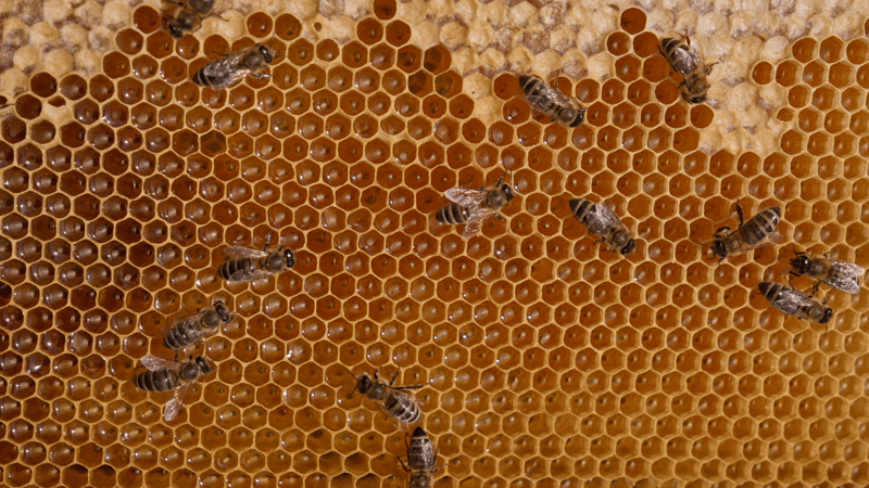 Honey pot 