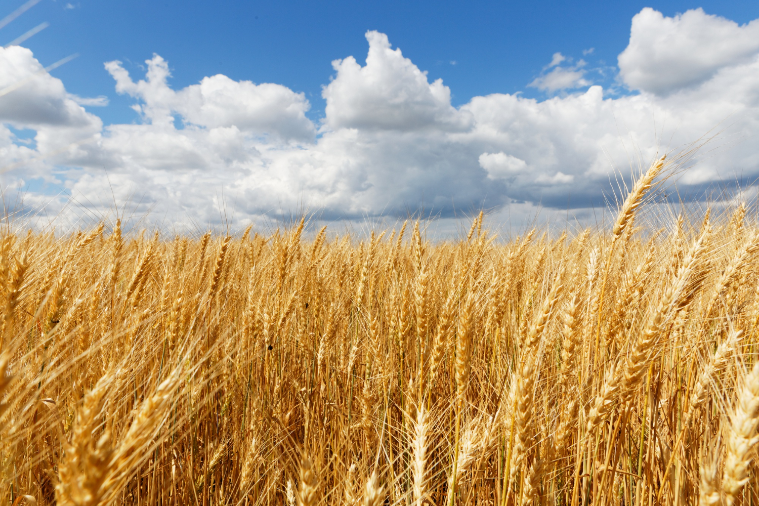 Incredible oat