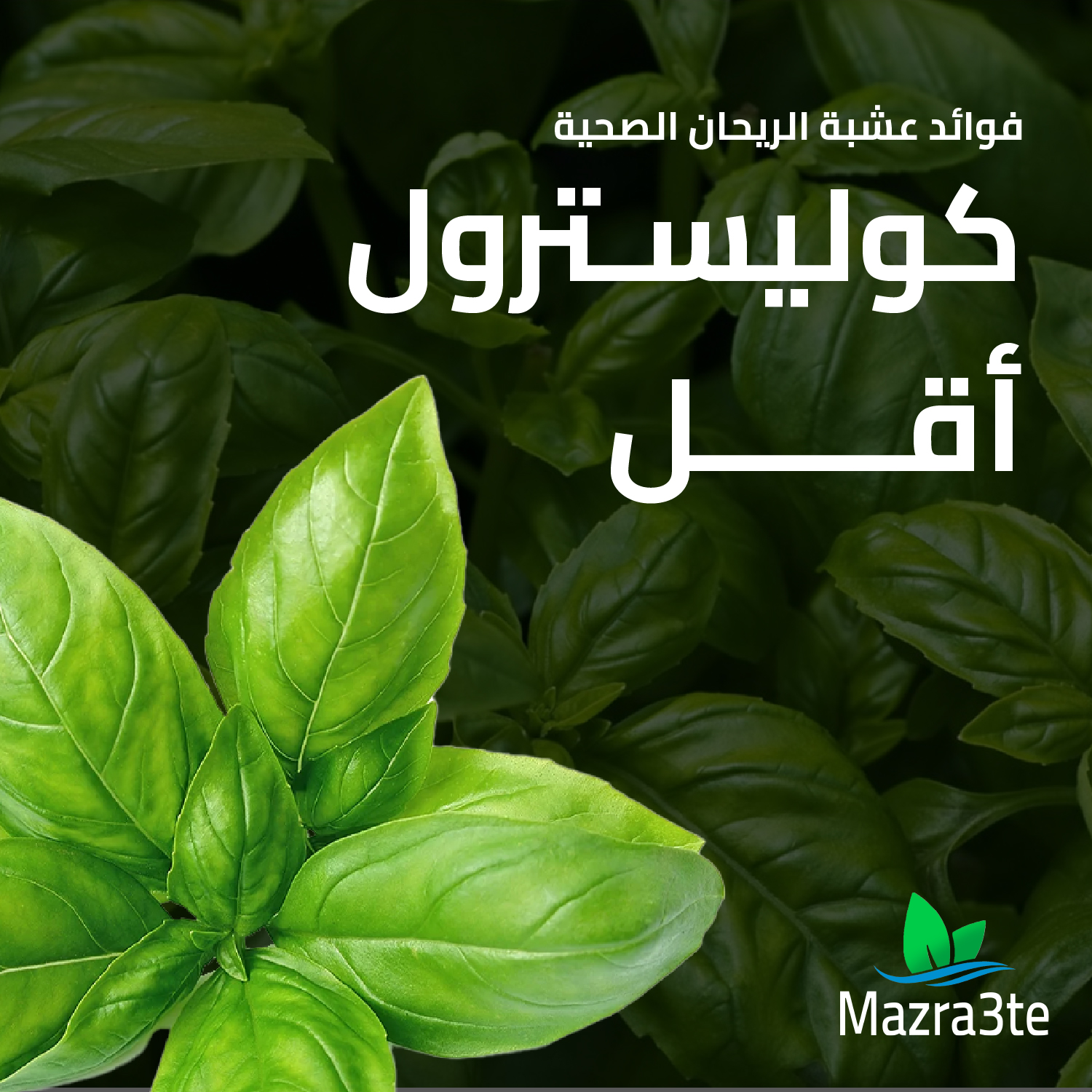 Mazra3ti