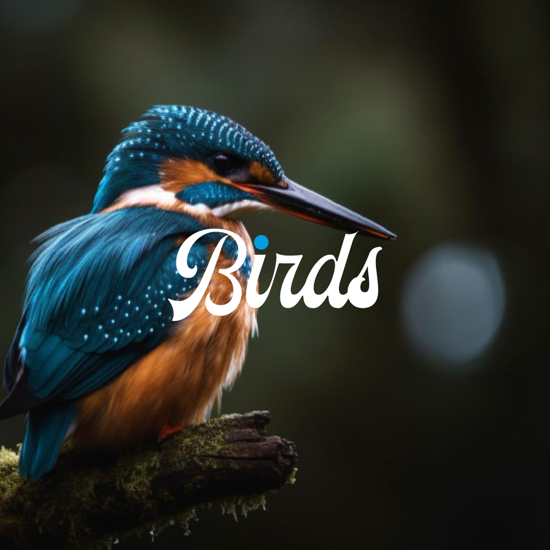 Birds Delivery – Branding