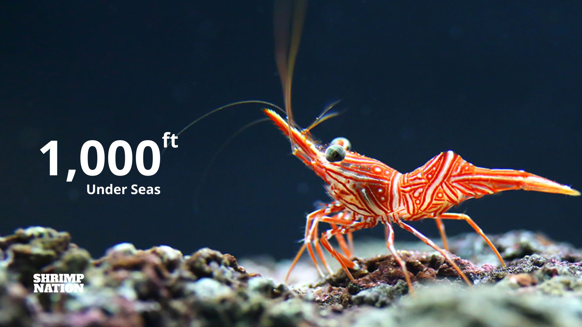 Shrimp Nation